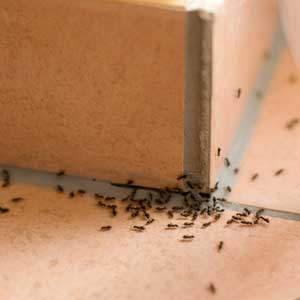 Group of ants on tile