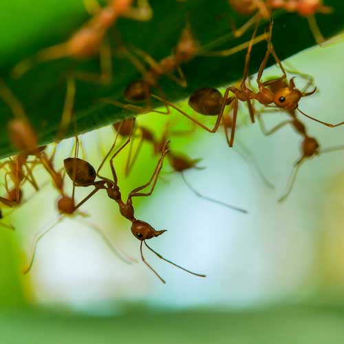 Fire ants on a leaf